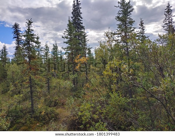 Nelchina Alaska forest\
black spruce trees 