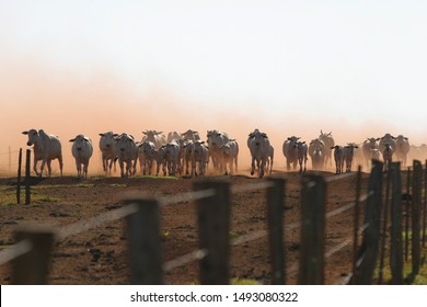 Nellore beef cattle from Brazilian farms in the dust, livestock in Brazil
