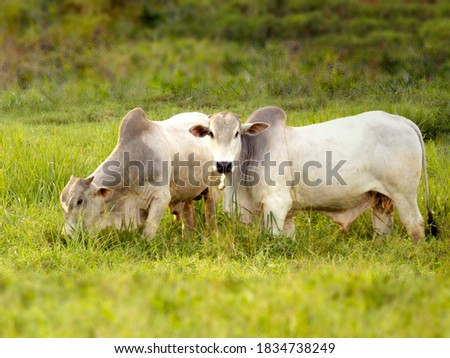 Nellore bull in the pasture of making in Brazil. Main cattle in the production of meat in the Brazilian market. Space for text. Copy space. Selective Focus