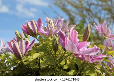 Nelly Moser Clematis Buds And Flowers In Early June