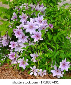 Nelly Moser Clematis,  Climbing Flower Vine