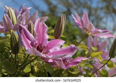 Nelly Moser clematis flowers in early June