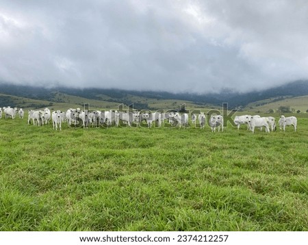 nelore beef cattle grazing intensive tropical grassland