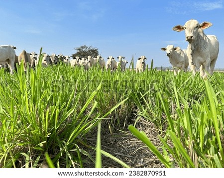 nelore beef cattle grazing intensive tropical grassland