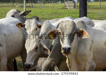 Nelore Bovine Animal at Farm in Minas Gerais Brazil