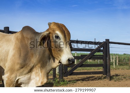 Nelore Bovine Animal at Farm in Minas Gerais Brazil
