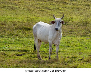 Nelore, a bovine originally from India and a breed that represents 85% of Brazilian cattle for meat production.