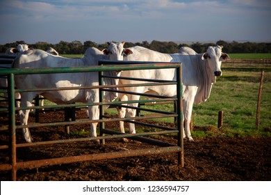 Nelore, bovine originating in India and race representing 85% of the Brazilian cattle for meat production.