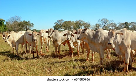 Nelore Cattle