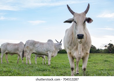 Nelore Cattle