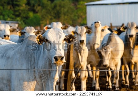 nelore cattle in corral, white cow lokking at camera