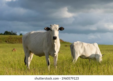 Nelore Cattle In The Farm Pasture
