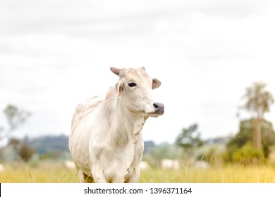 Nelore Cattle In Fattening Production For Slaughter. Livestock Of Brazil. Space For Text.