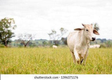 Nelore Cattle In Fattening Production For Slaughter. Livestock Of Brazil. Space For Text.