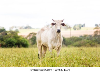 Nelore Cattle In Fattening Production For Slaughter. Livestock Of Brazil.