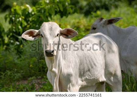 nelore cattle looking at camera on pasture, white cow 