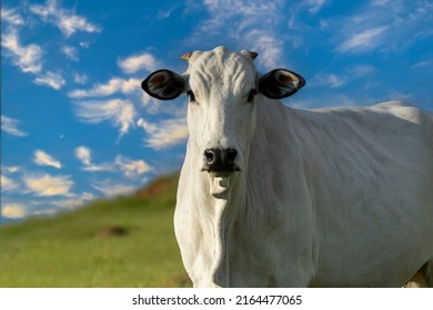 nelore cattle in the pasture with blue sky