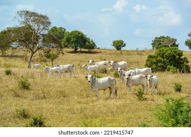 Nelore cattle in the pasture, in Campina Grande, Paraiba, Brazil. Livestock in the semiarid region of Northeast Brazil. - Shutterstock ID 2219415747