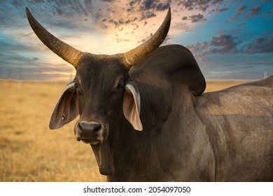 nelore, ox with large horns on pasture in dry season, Kankrej .dramatic sky.
