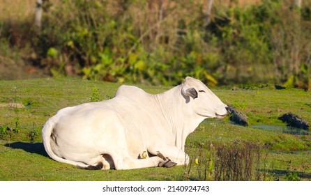 Nelore ox lying on the ground and his bird friends. Natural landscape ! Bos Taurus Indicus - Powered by Shutterstock