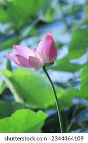 Nelumba nucifera also known as sacred lotus, Laxmi lotus, Indian lotus or simply lotus  - Shutterstock ID 2344464109