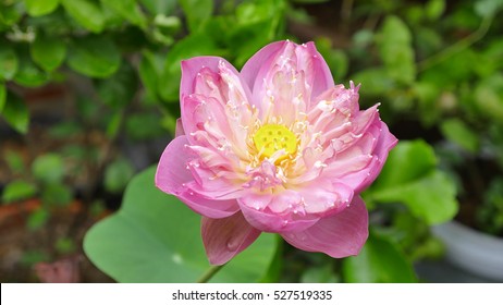 Nelumbo is a genus of aquatic plants with large, showy flowers,commonly called lotus, though "lotus" , including the unrelated genus Lotus.Nelumbo is actually very distant to Nymphaeaceae. 