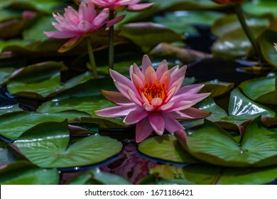 Nelumbo nucifera, also known as Indian lotus, sacred lotus, bean of India, Egyptian bean or simply lotus
