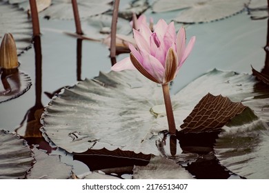 Nelumbo nucifera, also known as Indian lotus, sacred lotus, bean of India, Egyptian bean or simply lotus. It is often colloquially called a water lily.