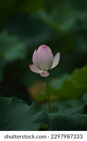 Nelumbo nucifera Laxmi lotus sacred lotus - Shutterstock ID 2297987333