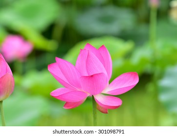 Nelumbo Nucifera - Pink