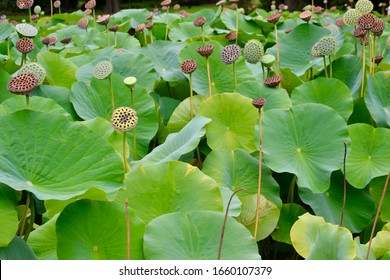 Nelumbo Nucifera Sacred Lotus Seed Pods And Leaves 