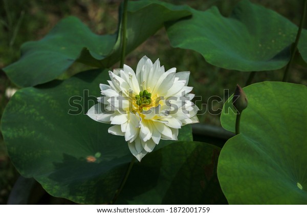 白い蓮の白い蓮 小さな日本の蓮の花 ネルンボ ナッコラ ガルトナーとブブ の写真素材 今すぐ編集