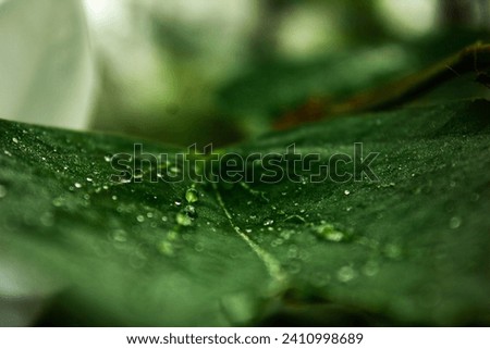 Neluwa, Sri Lanka - 01082024: Beautiful Green plant in sri lanka