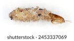 Nemapogon granella (European grain worm or European grain moth) is a species of tineoid moth. Cocoon and abandoned pupa. Isolated on a white background.