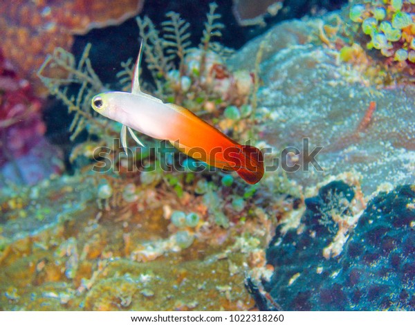 Nemateleotris Magnifica Fire Goby Fire Fish 庫存照片(立刻編輯 