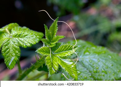 Nematode On Rubus Fruticosus 