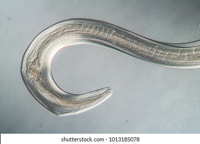 Nematode Parasitic Worm 100x