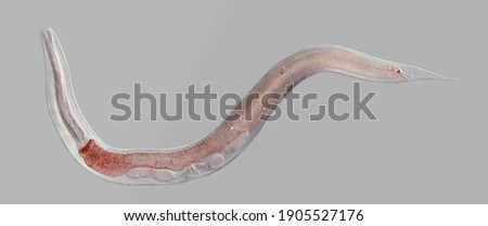 Nematode roundworm stained under the phase contrast microscope