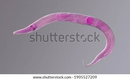 Nematode roundworm stained under the phase contrast microscope