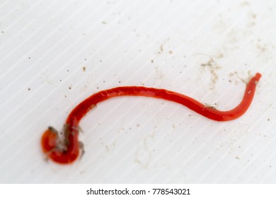 Nemertea Ribbon Worms Nature Stock Photo 778543021 | Shutterstock