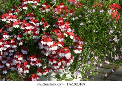 Nemesia Strumosa 