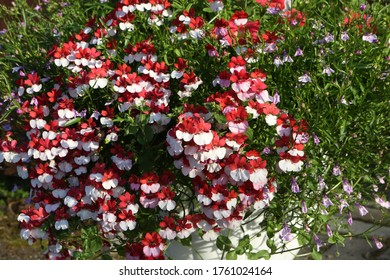 Nemesia Strumosa 