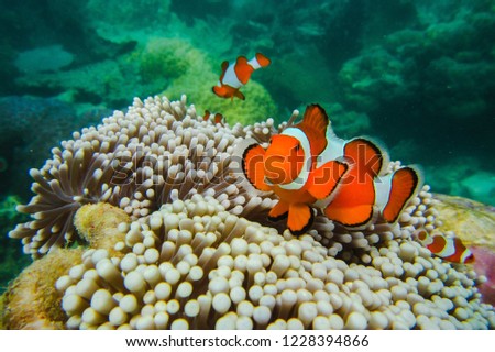 Nemo clown fish in the anemone on the colorful healthy coral reef. Anemonefish couple swimming underwater. Scuba diving coral reef scene with and anemone.