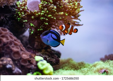 Nemo clownfish and Dori surgeon fish together in aquarium