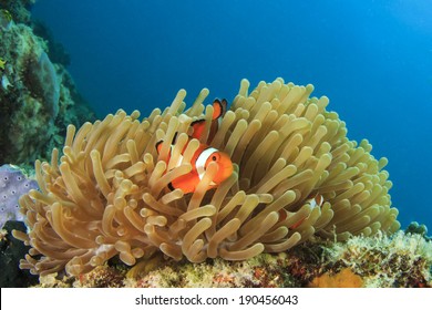 Nemo Fish