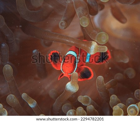 Nemo fish are colorful, beautiful fish with coral homes. Nemos usually live together in pairs or families.