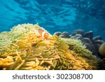 Nemo fish with host anemone, Clown Anemonefish