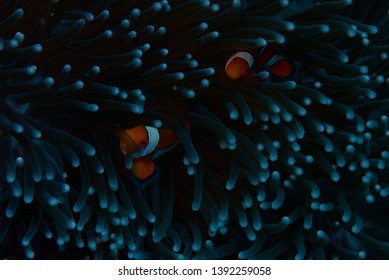 Nemo fish relaxing in their natural habitat of anemone, more commonly known as the clown fish. This was taken in the islands of the Philippines. 