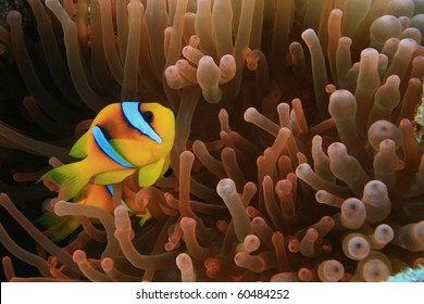 Nemo (Red Sea Anemonefish in Fluorescent Red Anemone) 库存照片