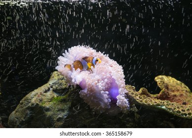 Nemo in the sea, under water world - Shutterstock ID 365158679